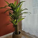 Apartamento La Casita Trivala